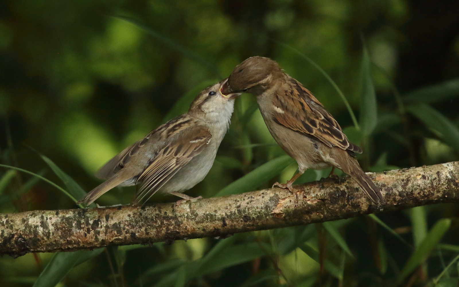 Vogels