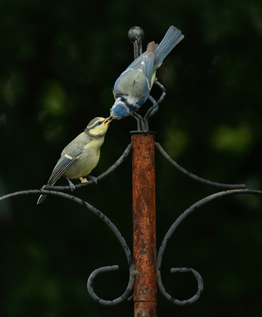 Vogels