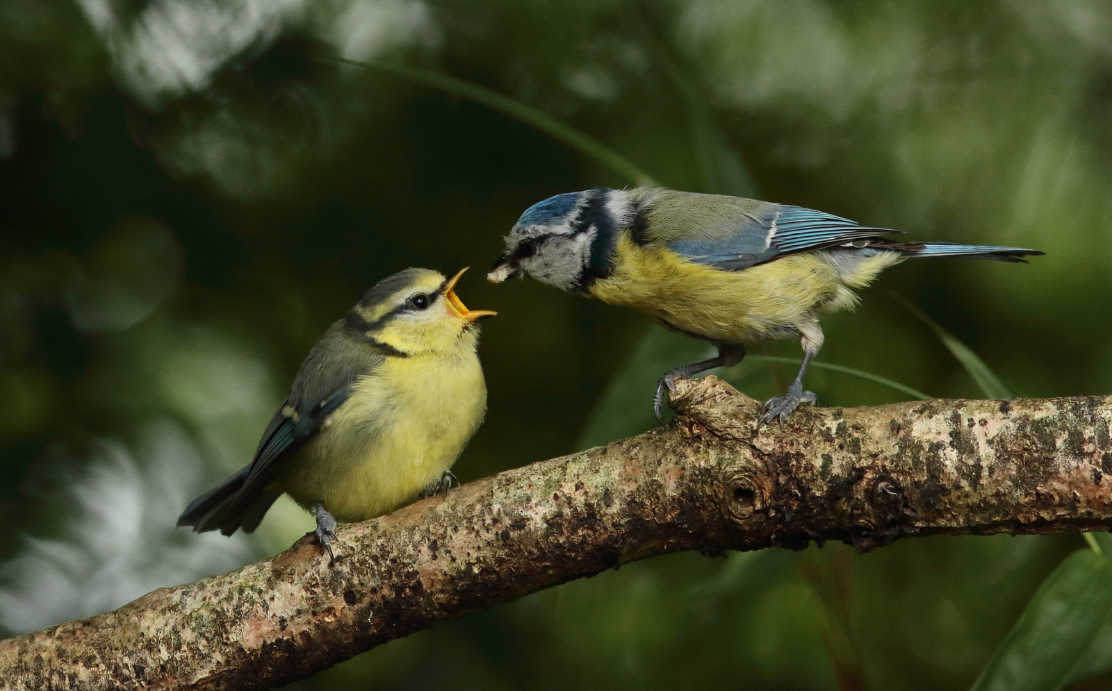 Vogels