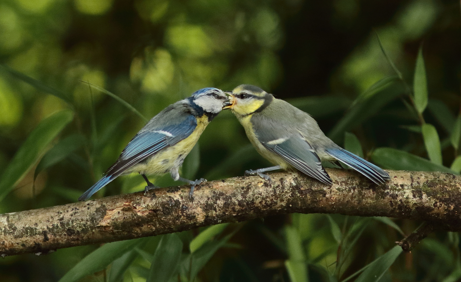 Vogels