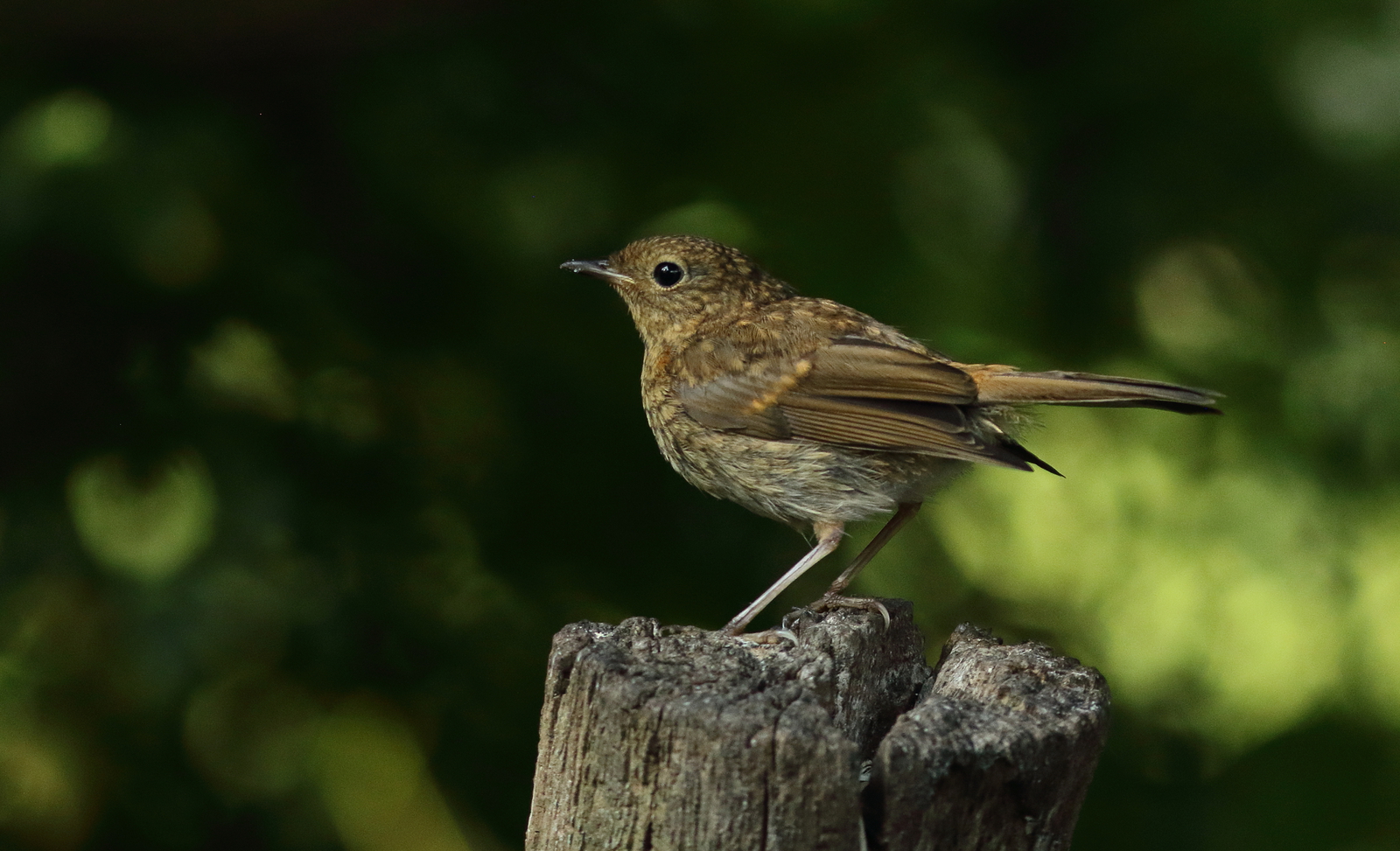 Vogels