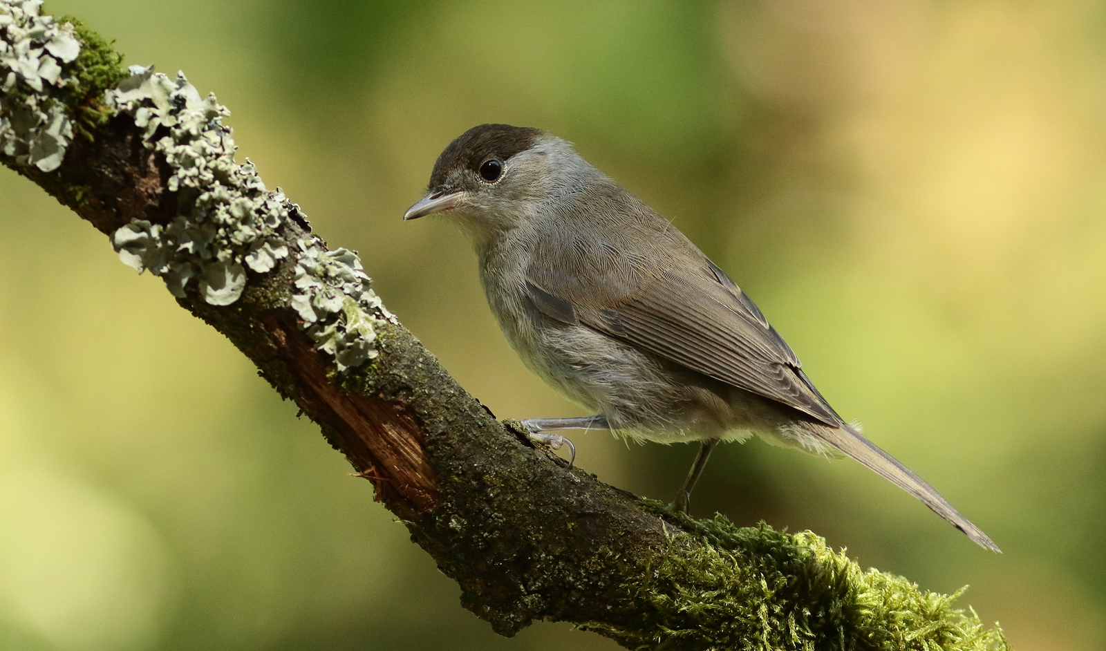 Vogels