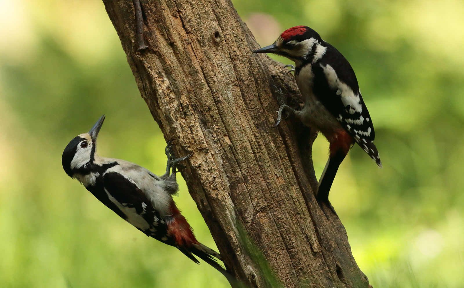 Vogels