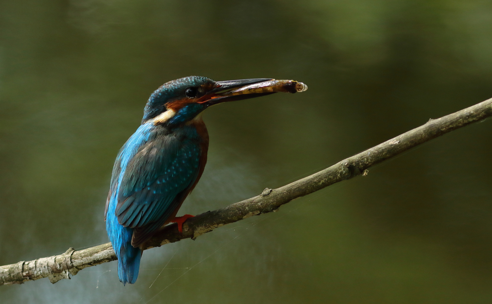 ijsvogel