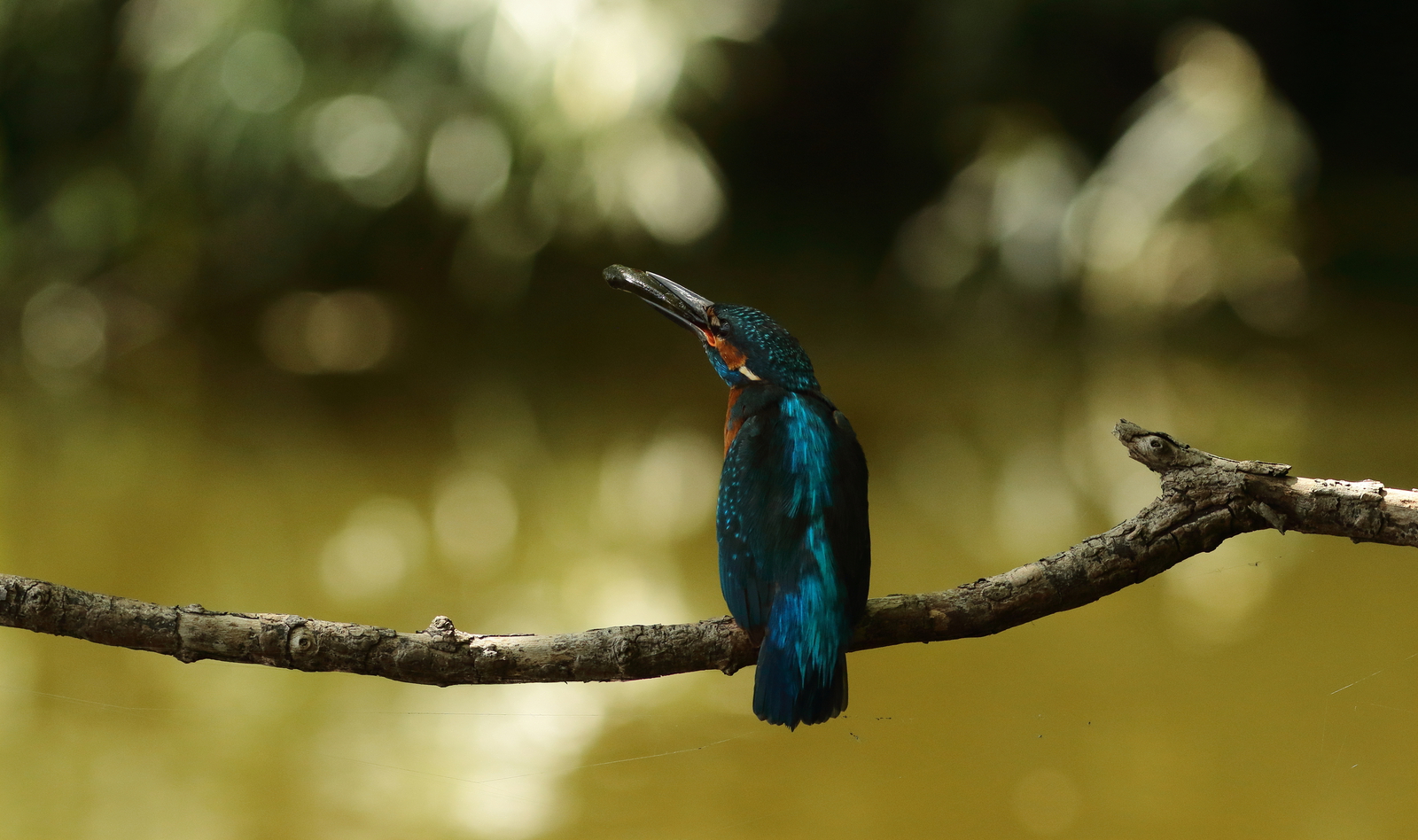 ijsvogel