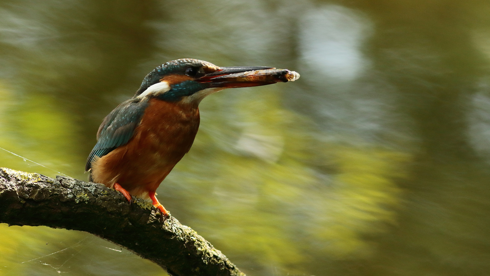 ijsvogel