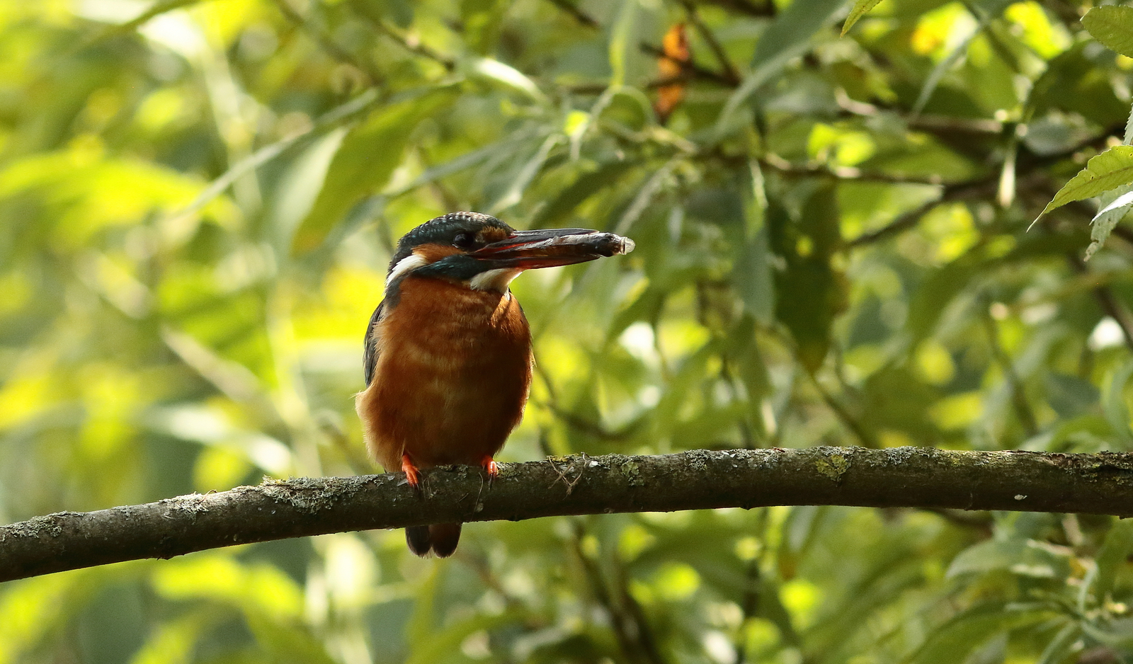 ijsvogel