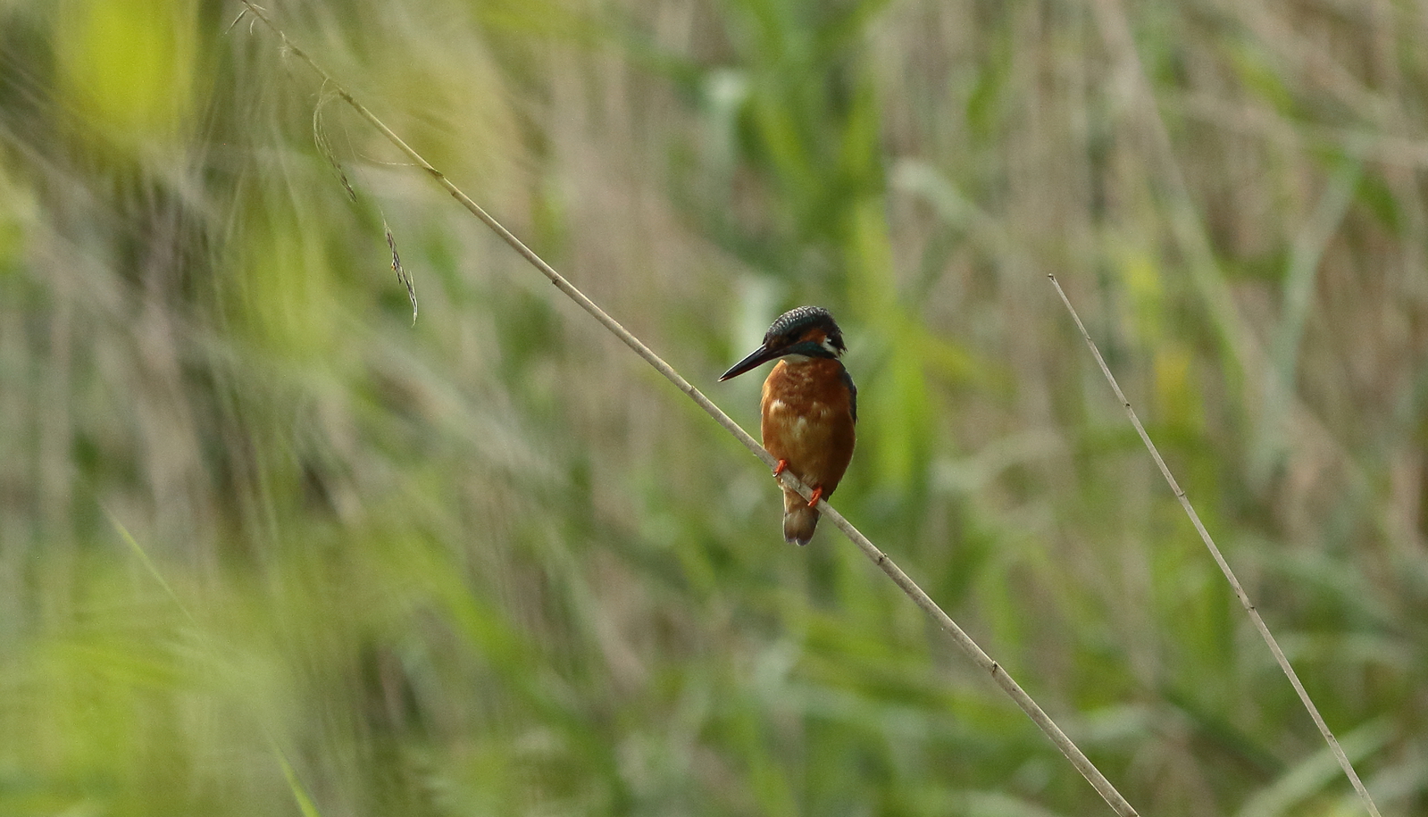 ijsvogel