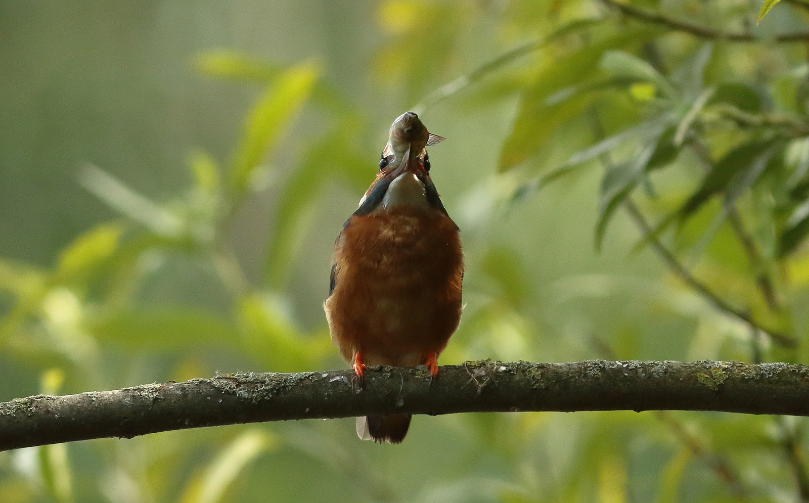 ijsvogel