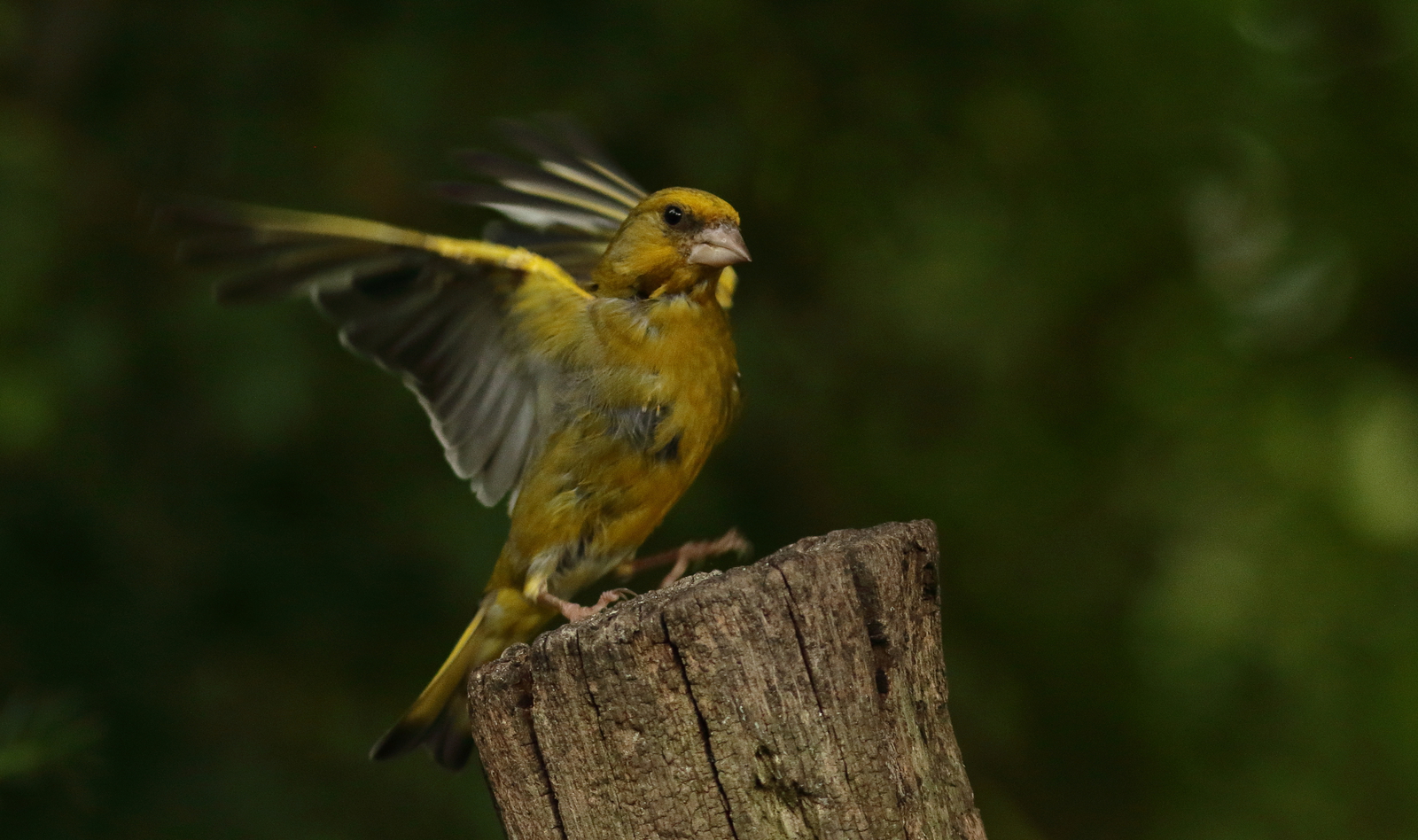 Vogels