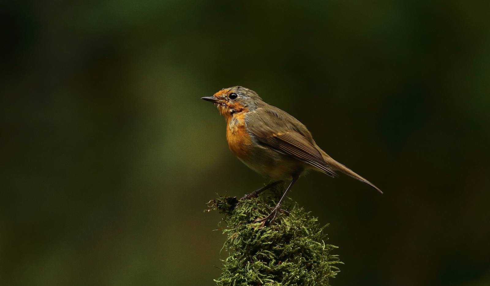 roodborst