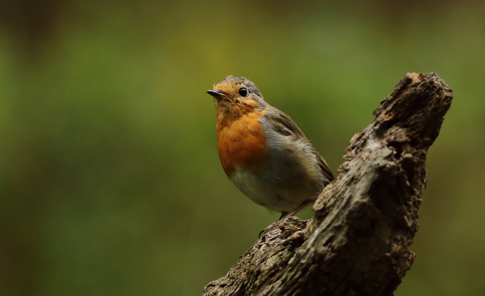 roodborst