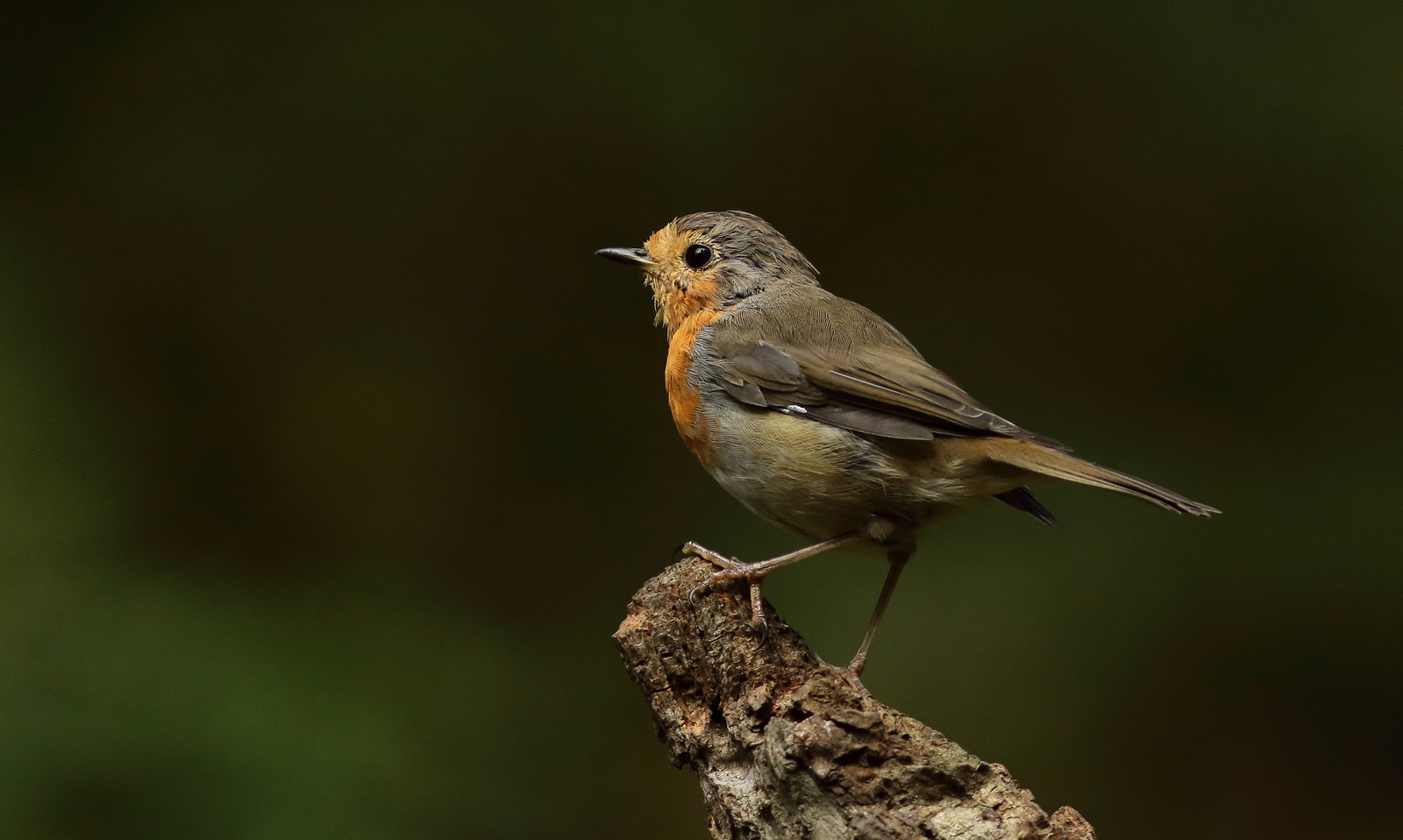 roodborst