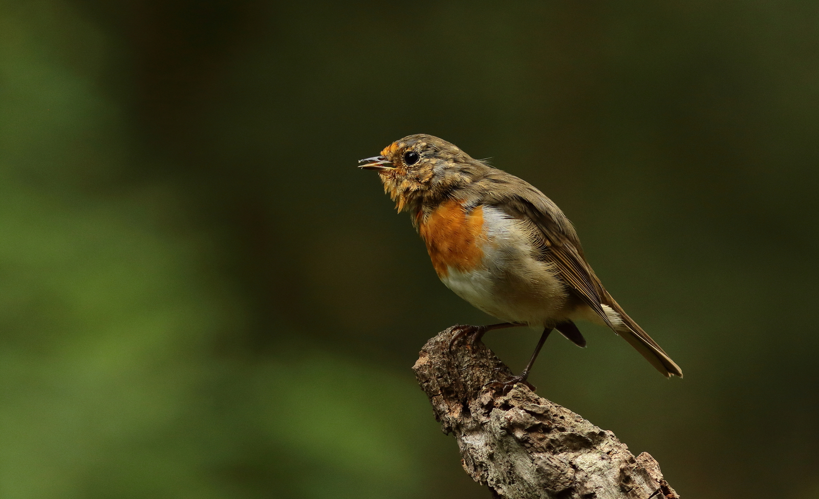 roodborst