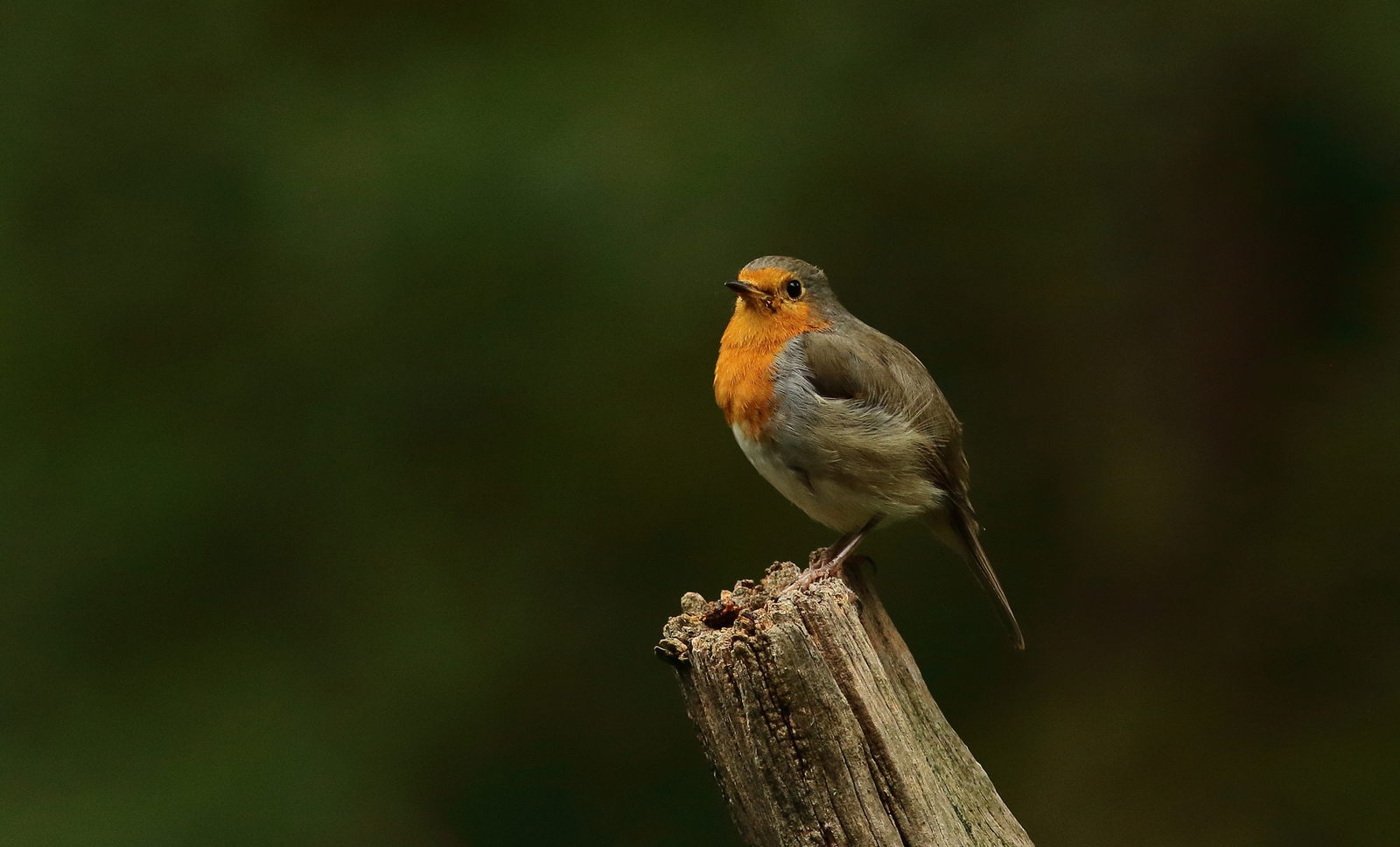 roodborst