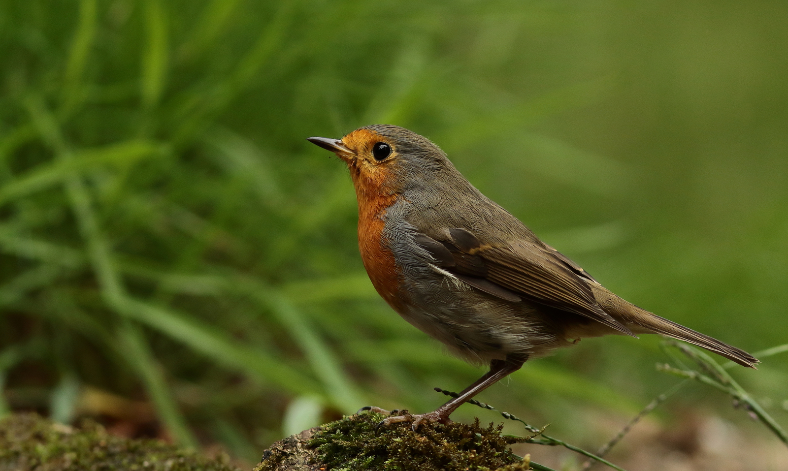 roodborst