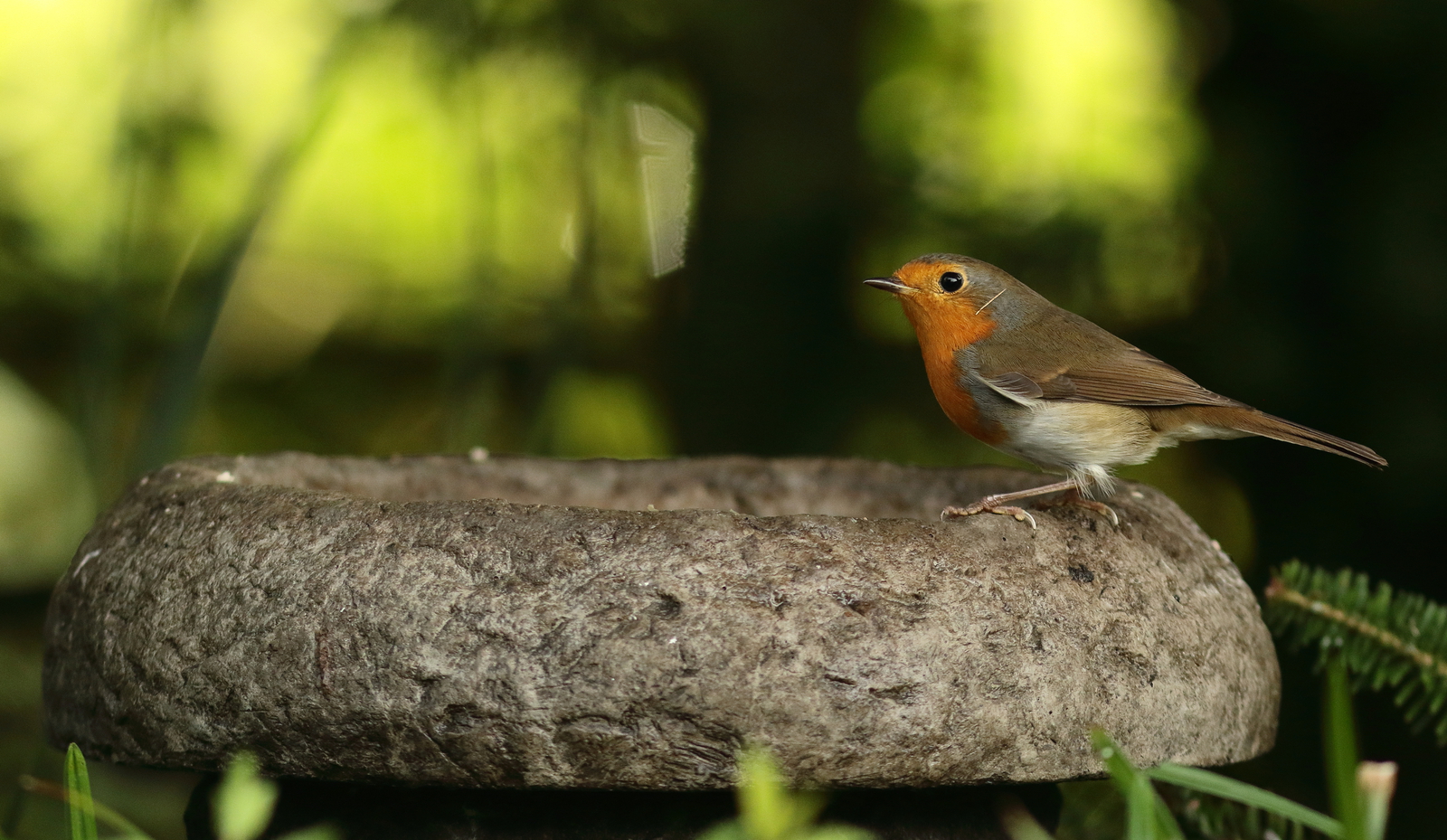 roodborst