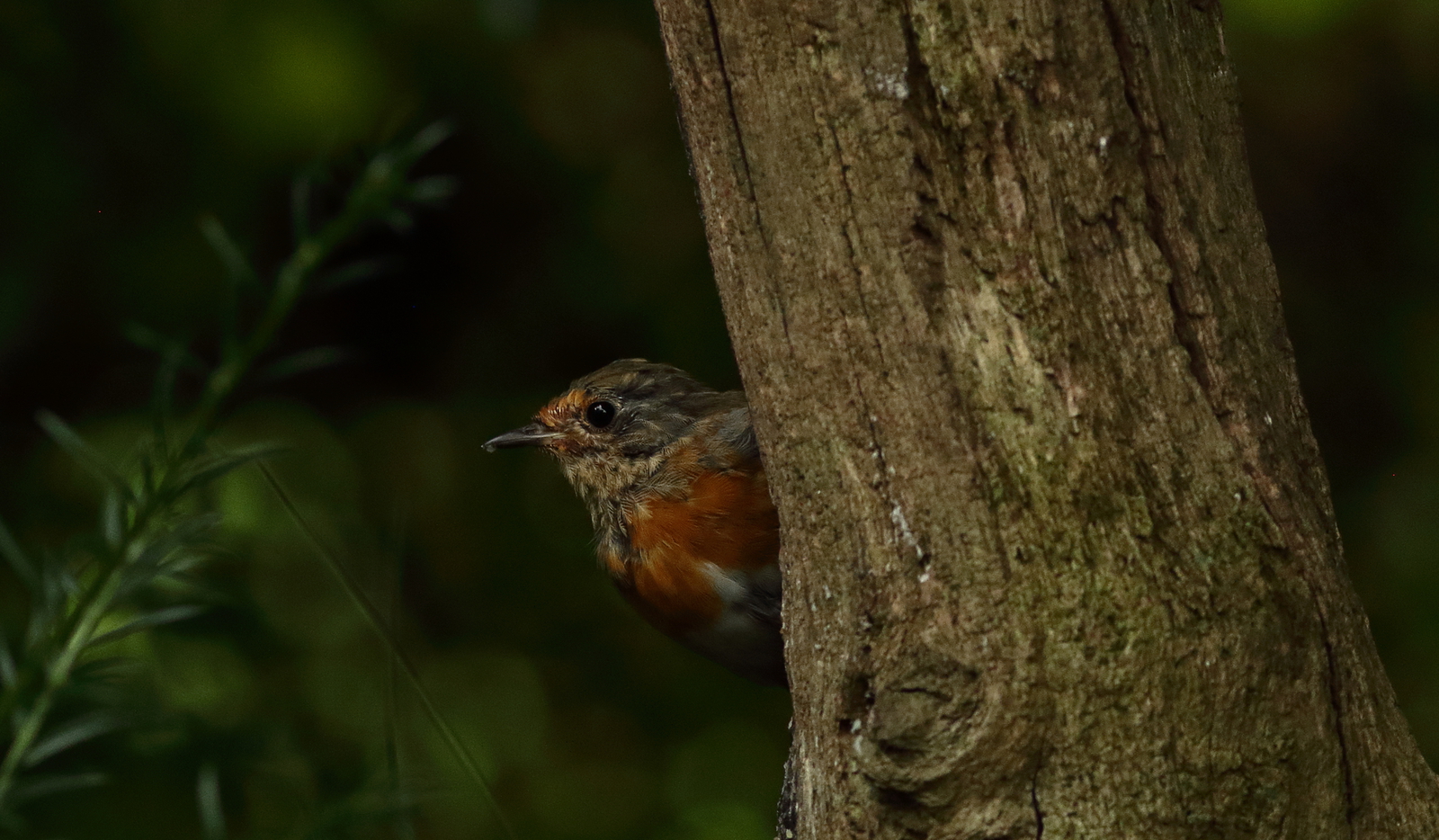 roodborst