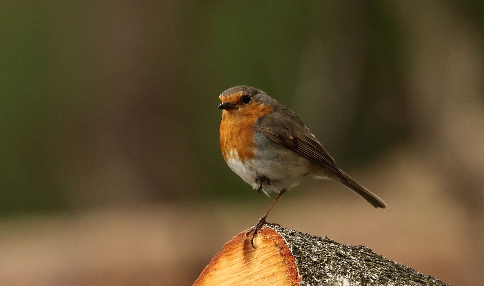 roodborst