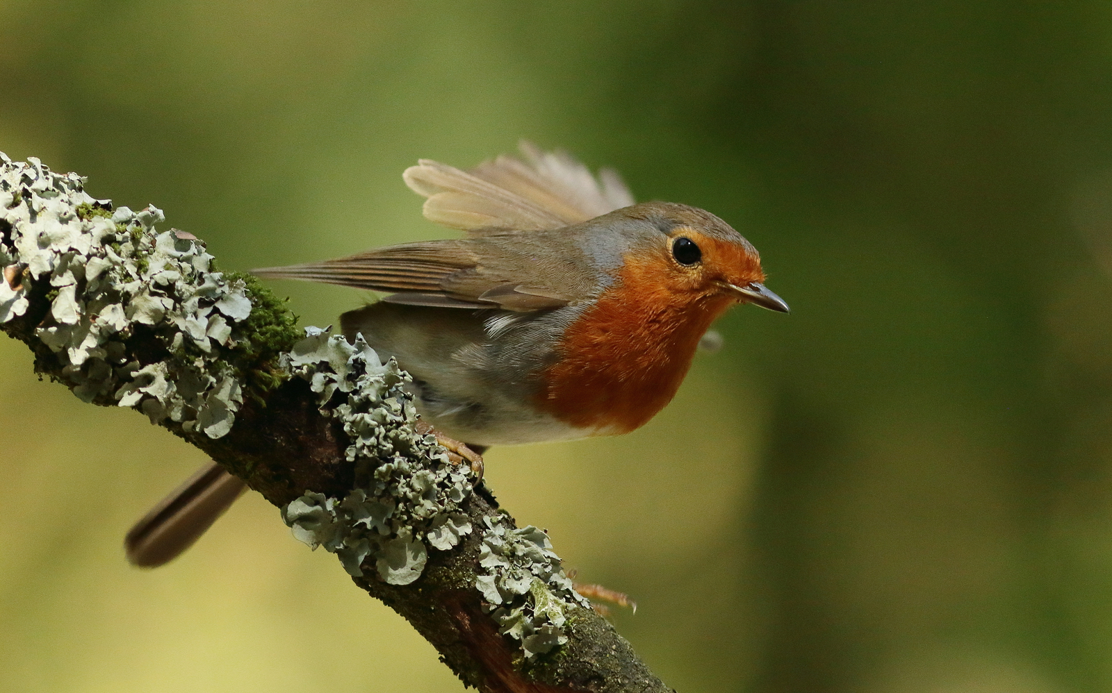 roodborst