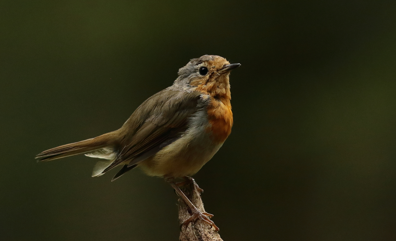 roodborst