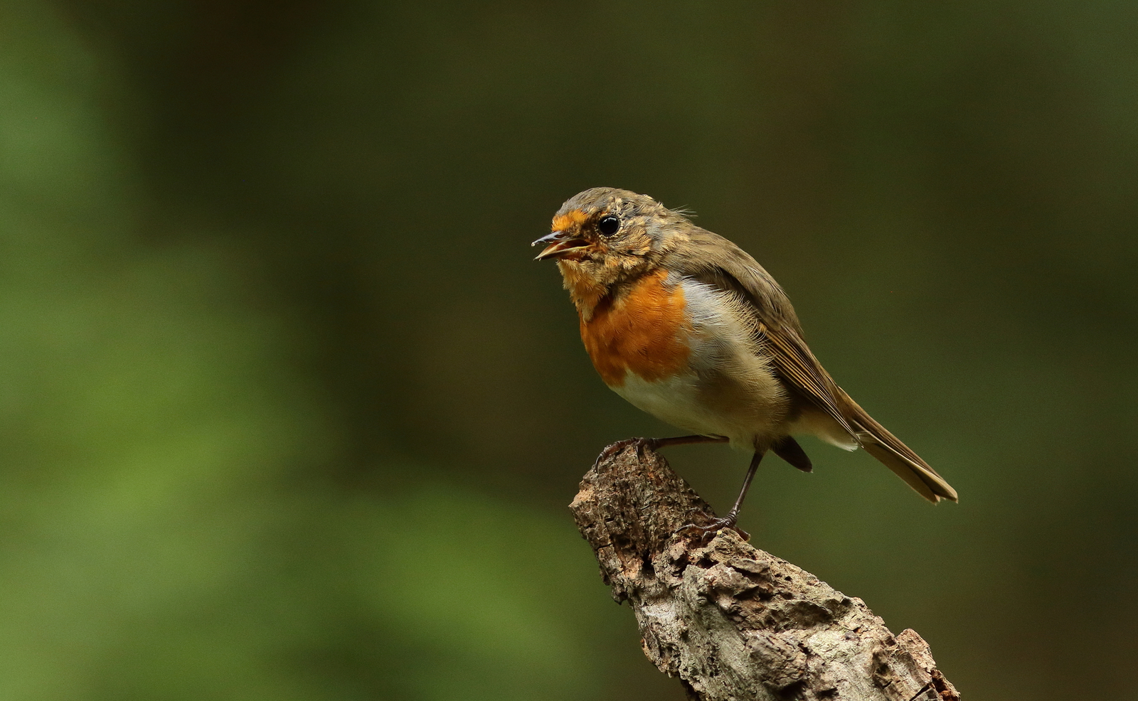 roodborst