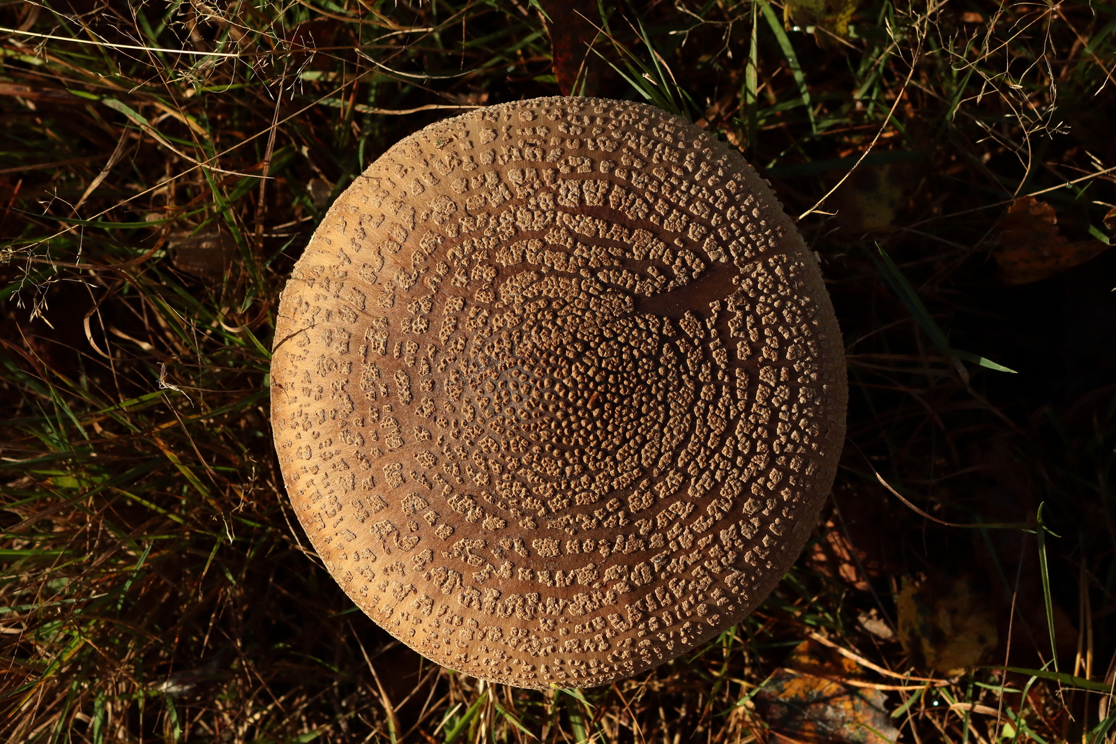 Paddestoelen