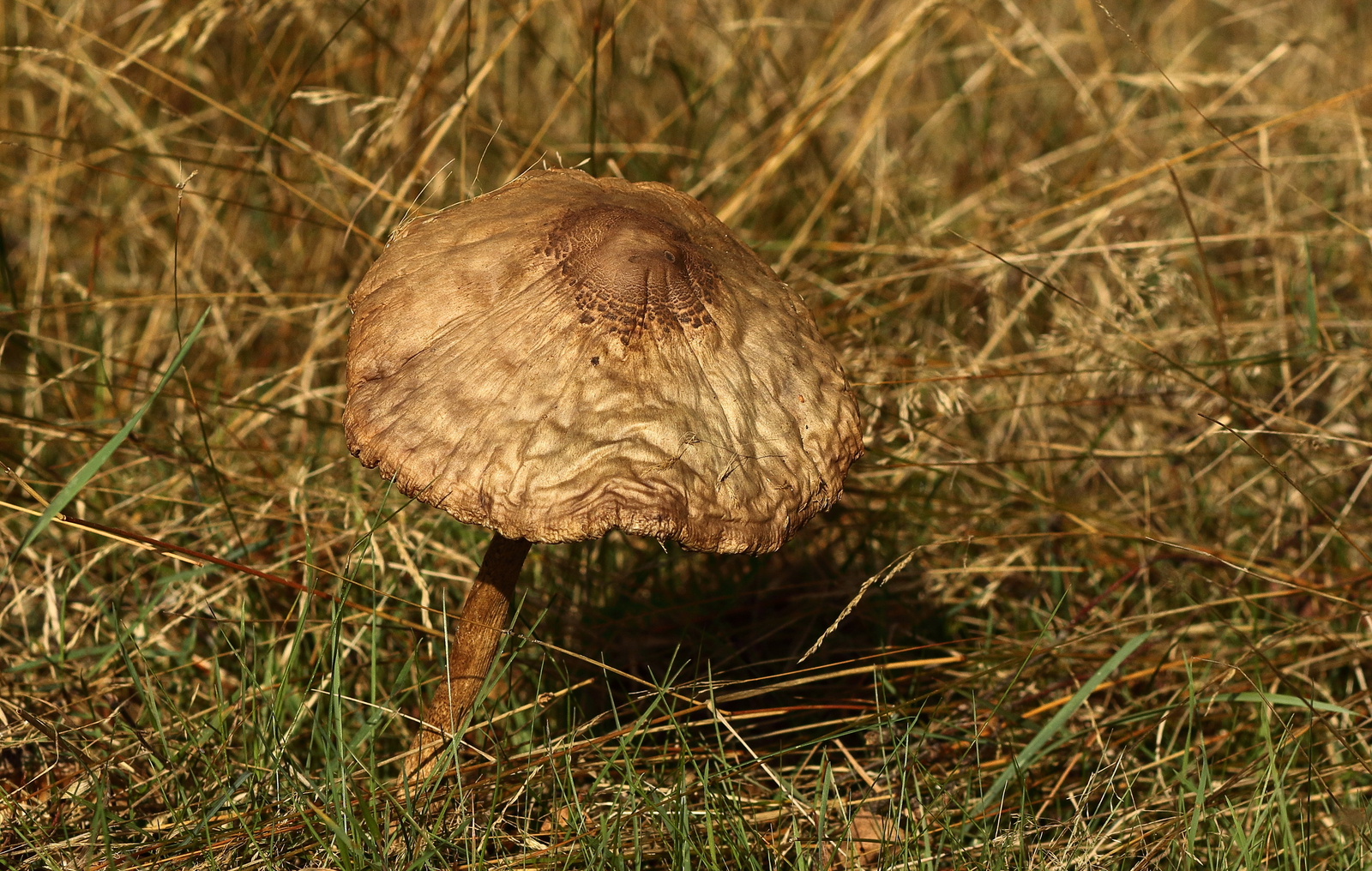 Paddestoelen