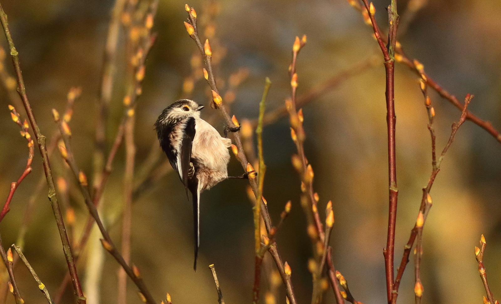 Vogels