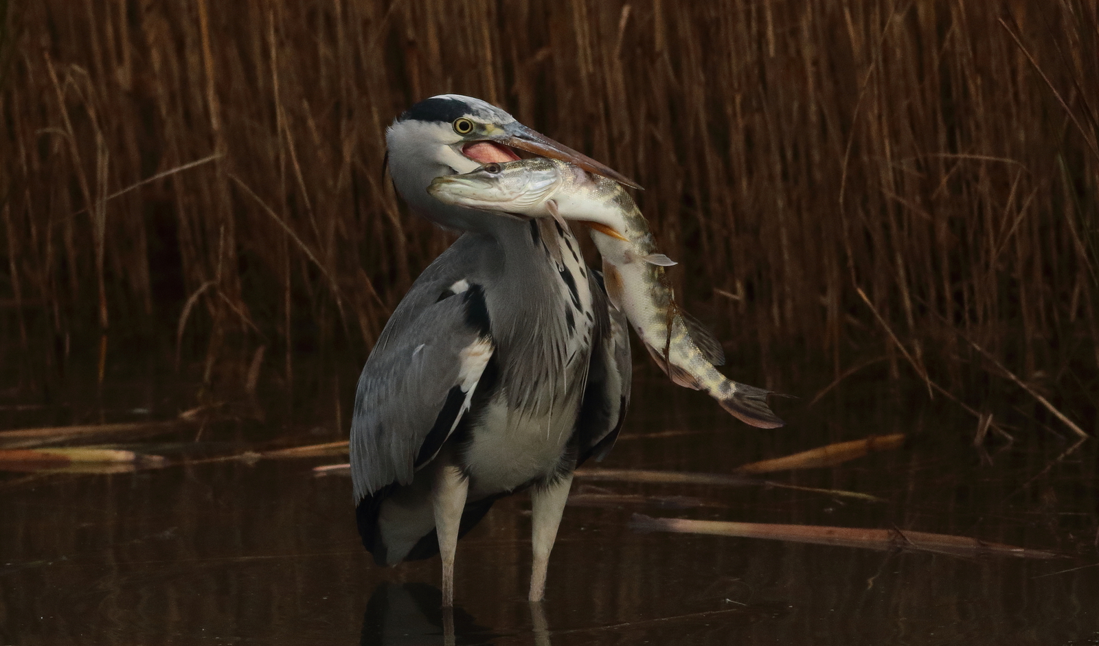 De reiger