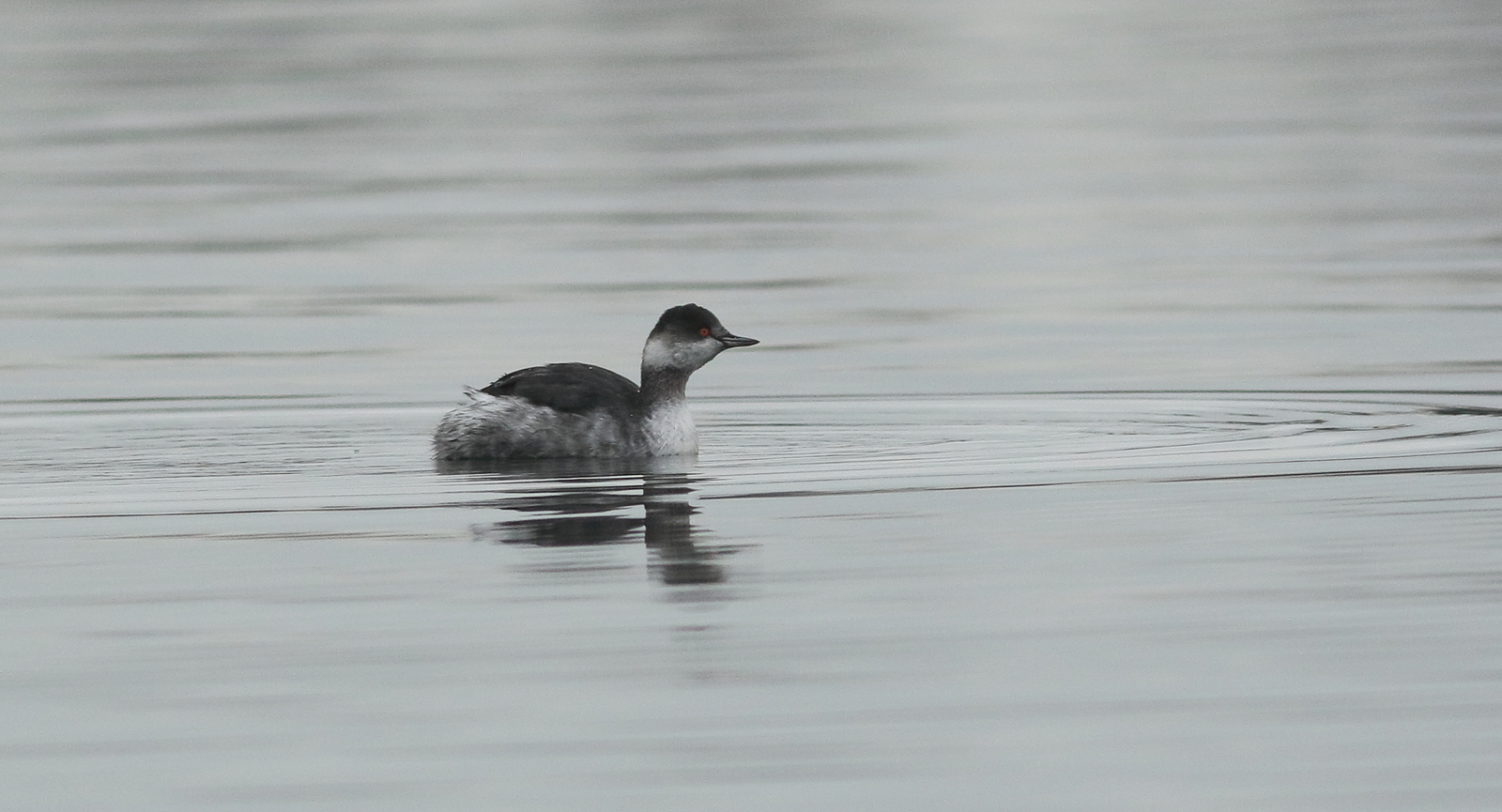 Vogels