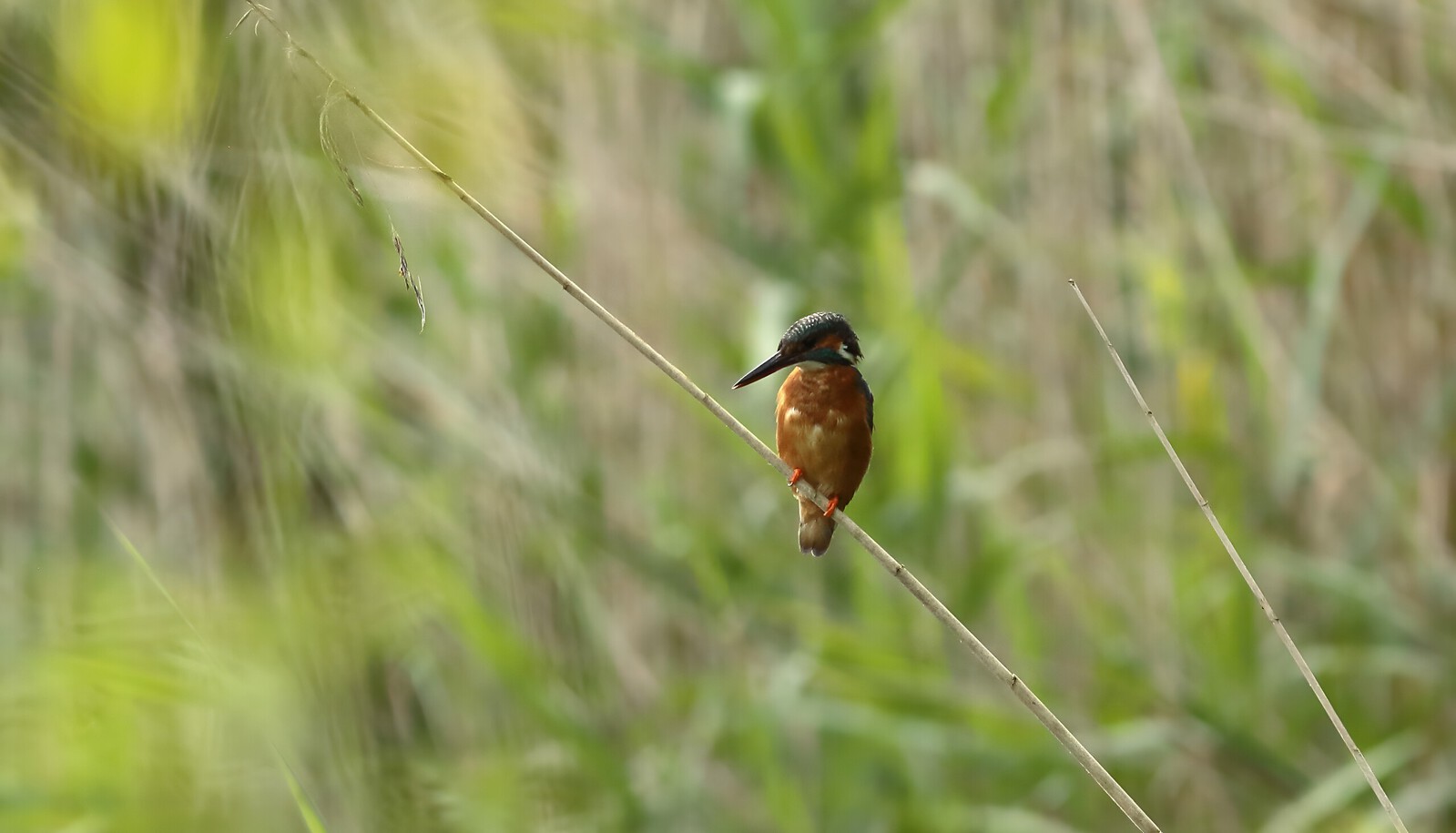 ijsvogel