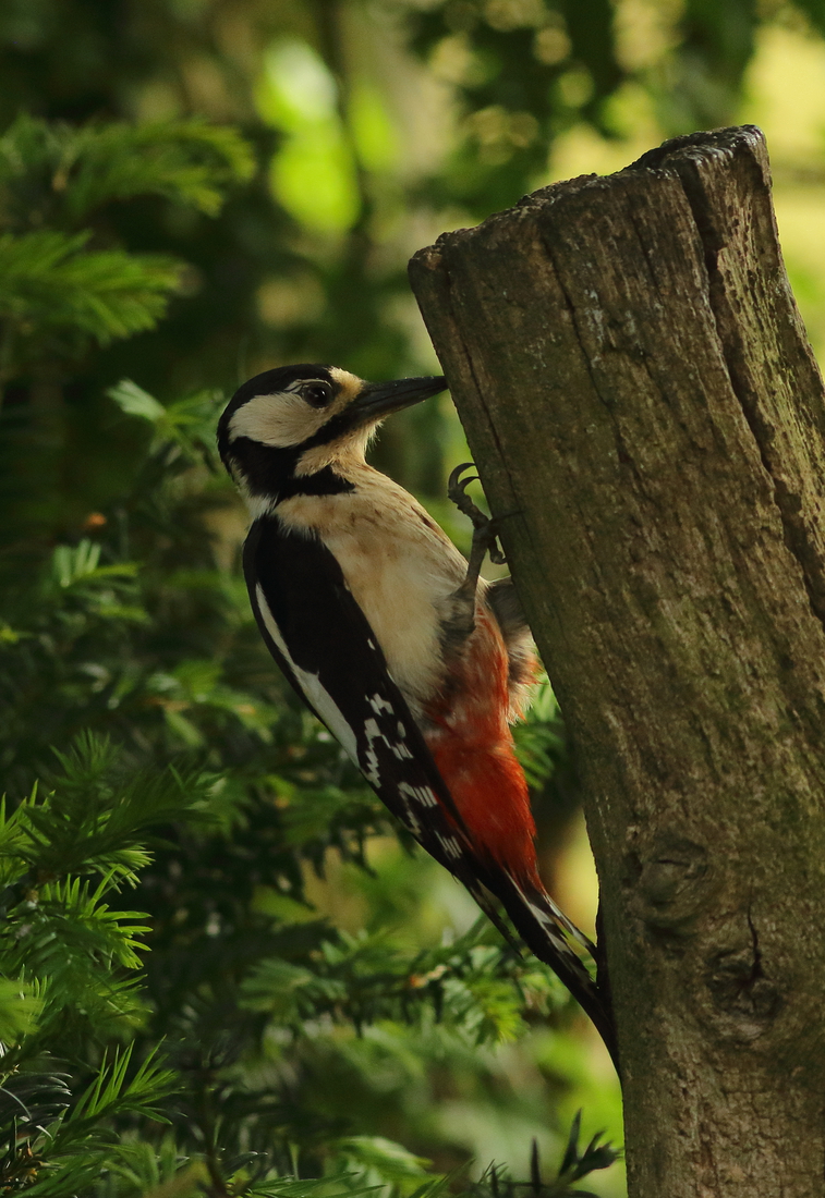 Vogels