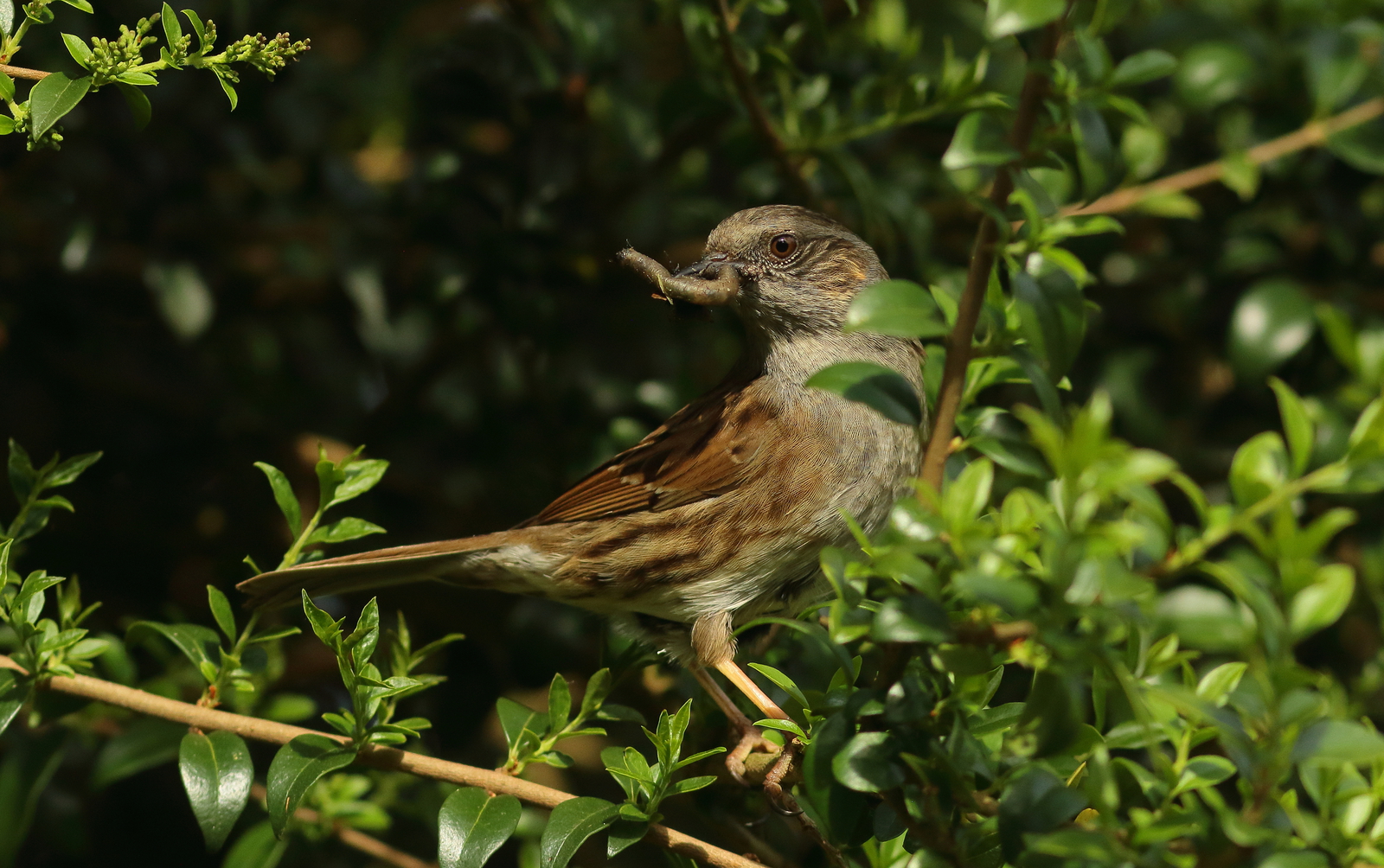 Vogels
