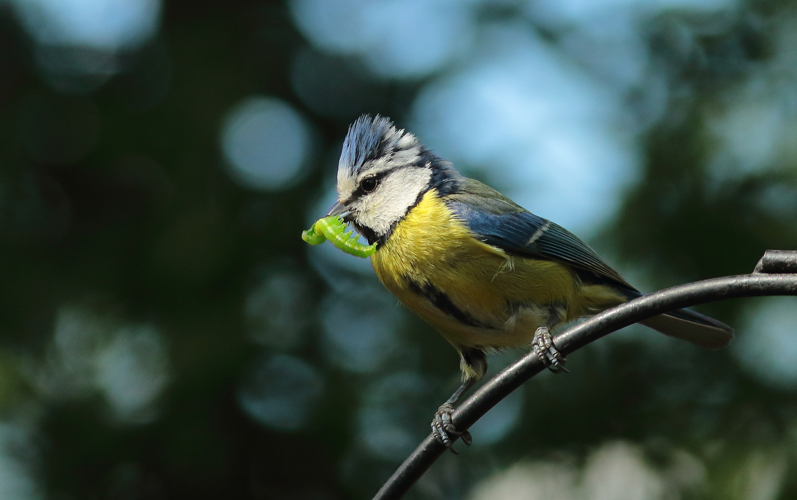 Vogels