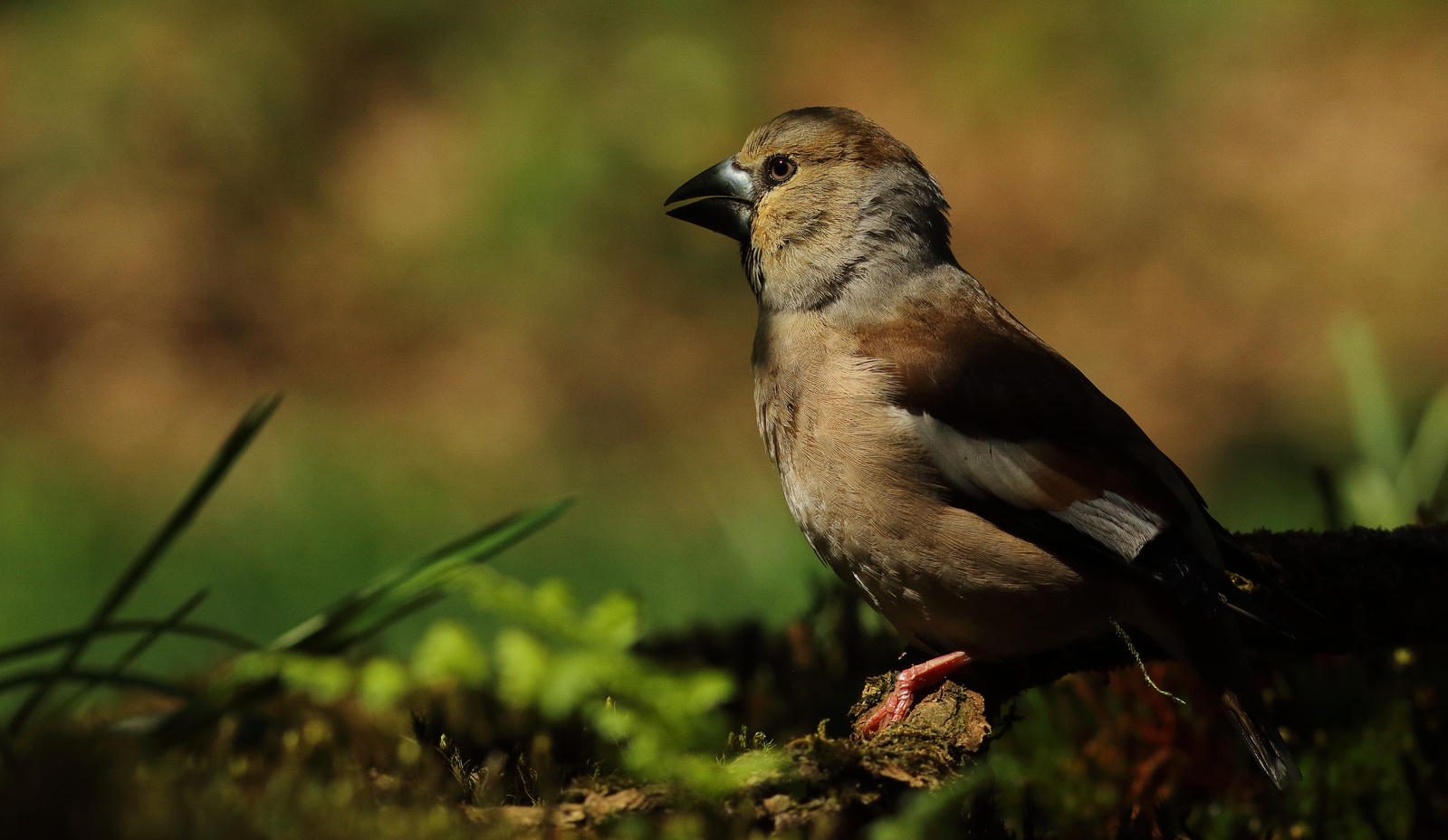 Vogels