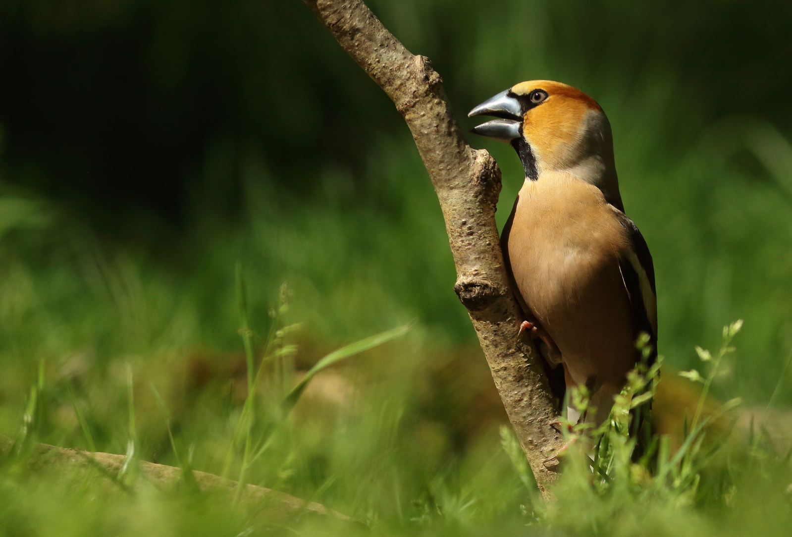 Vogels