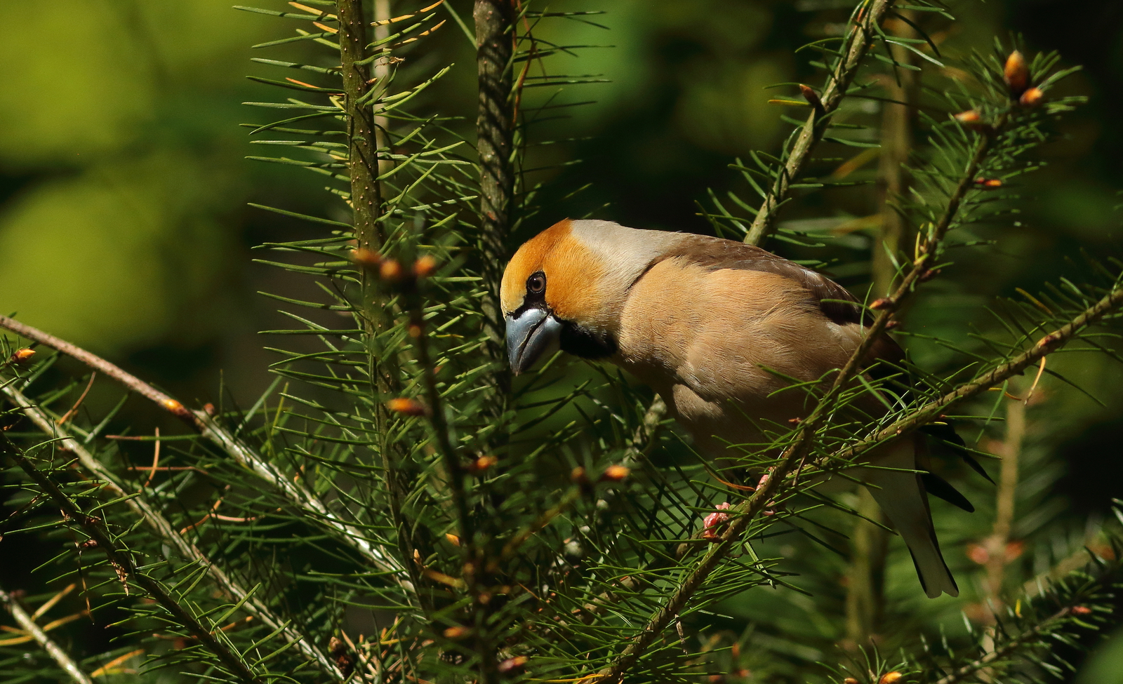 Vogels