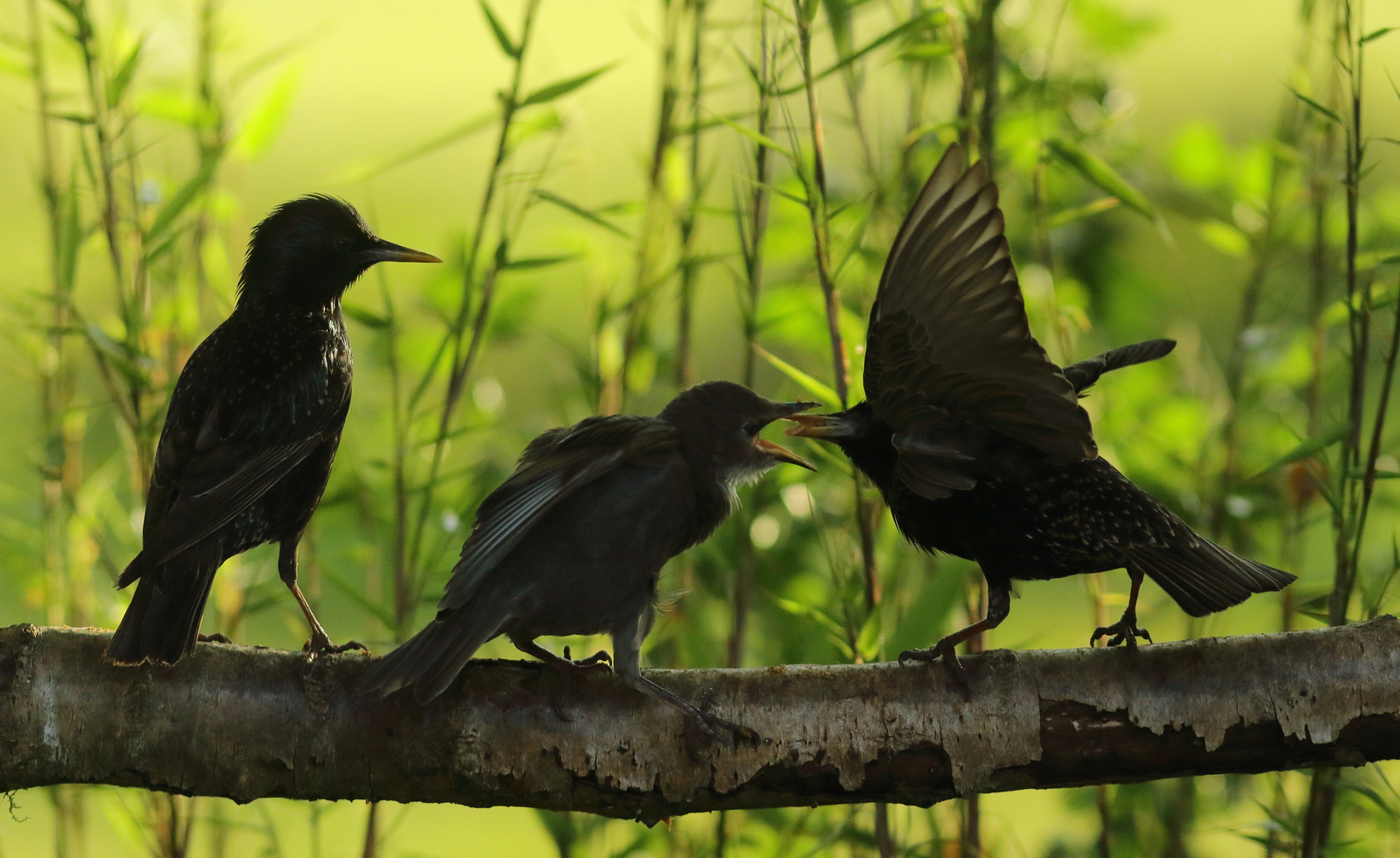 Vogels