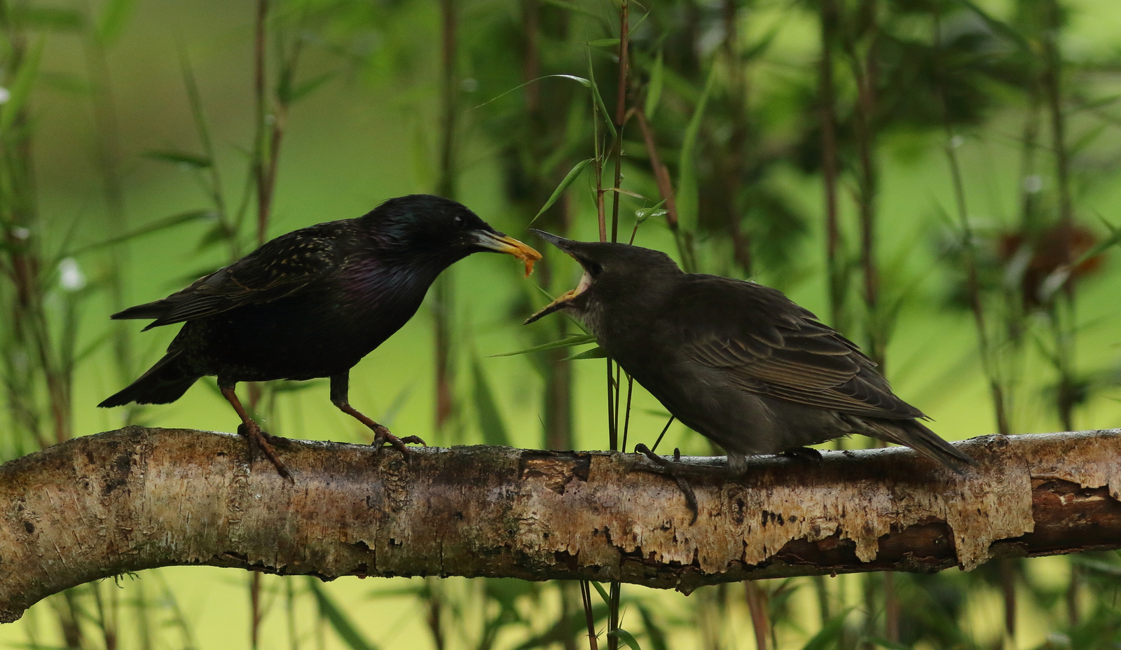 Vogels