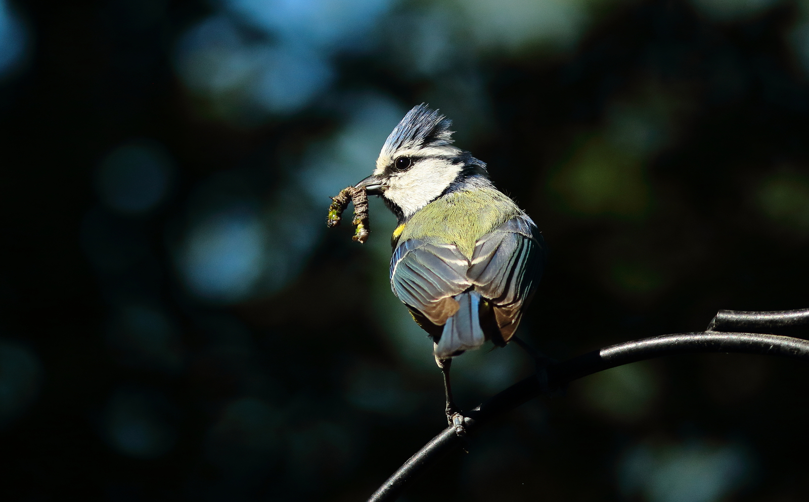 Vogels