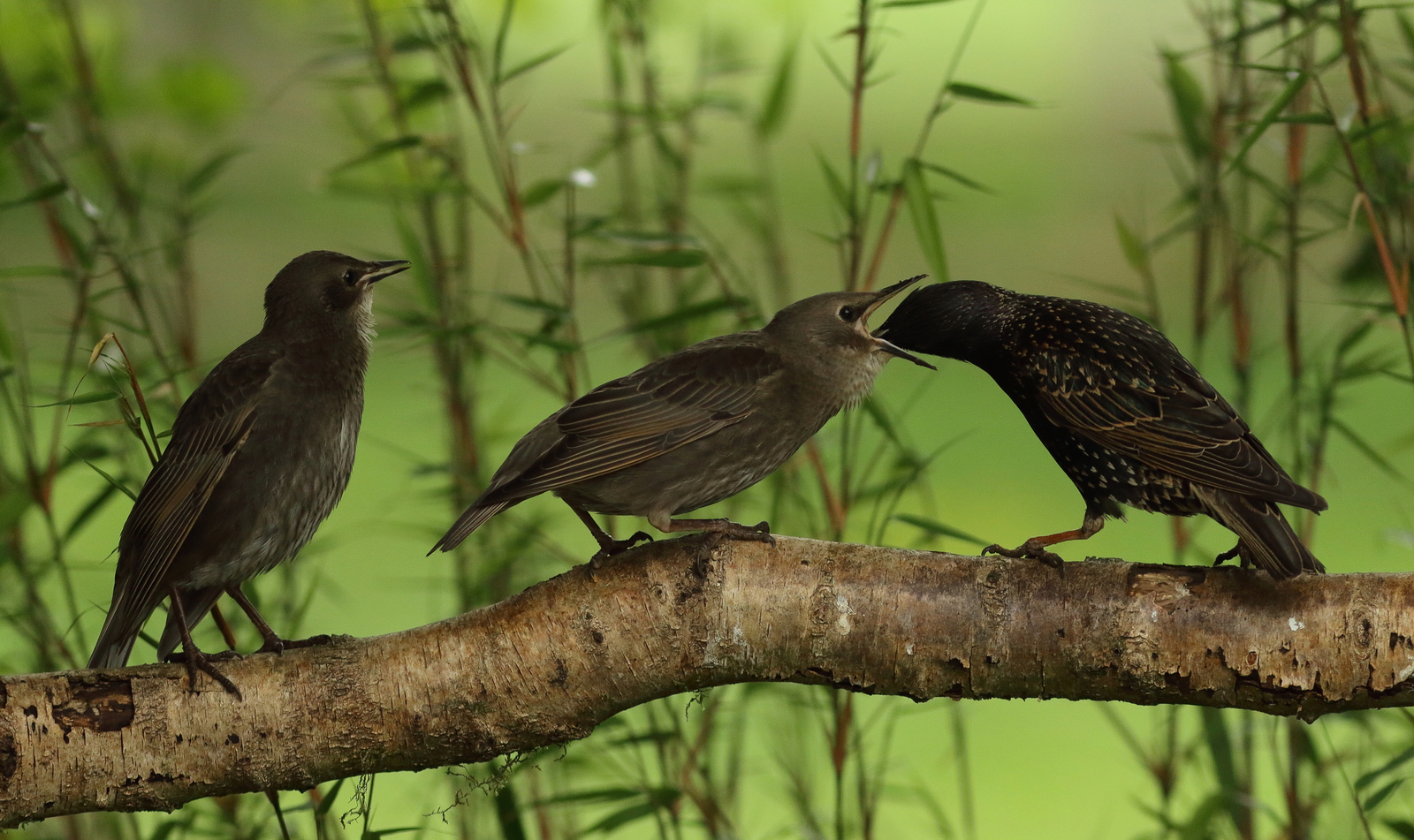 Vogels