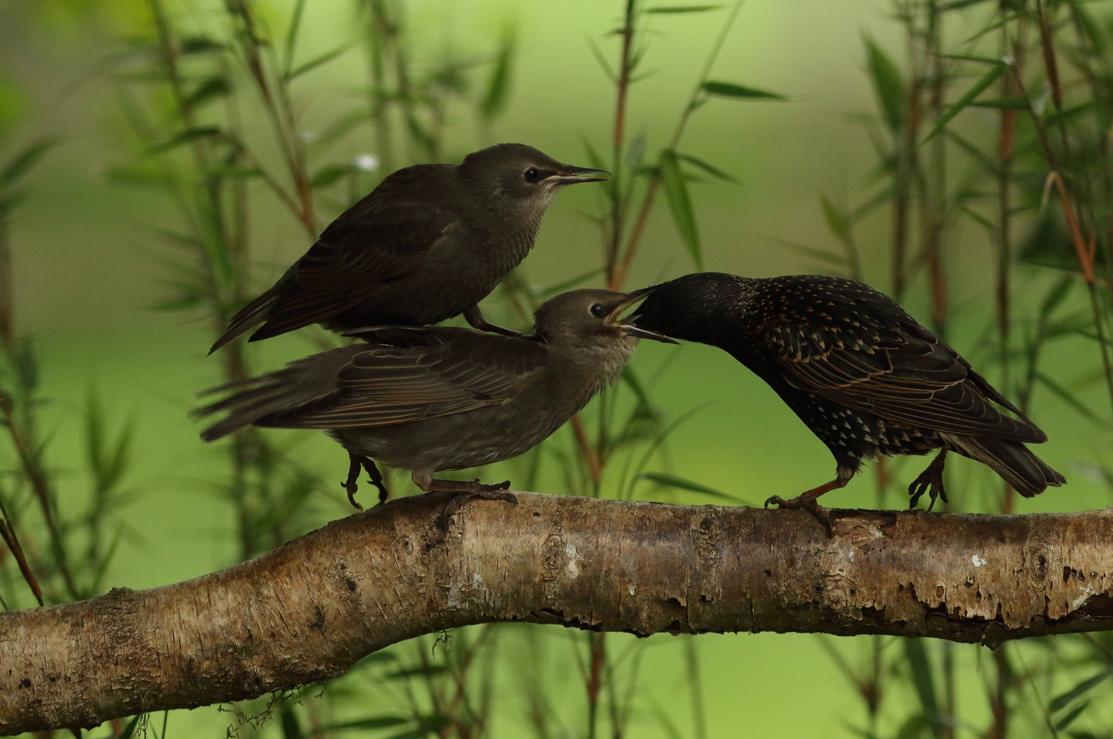 Vogels