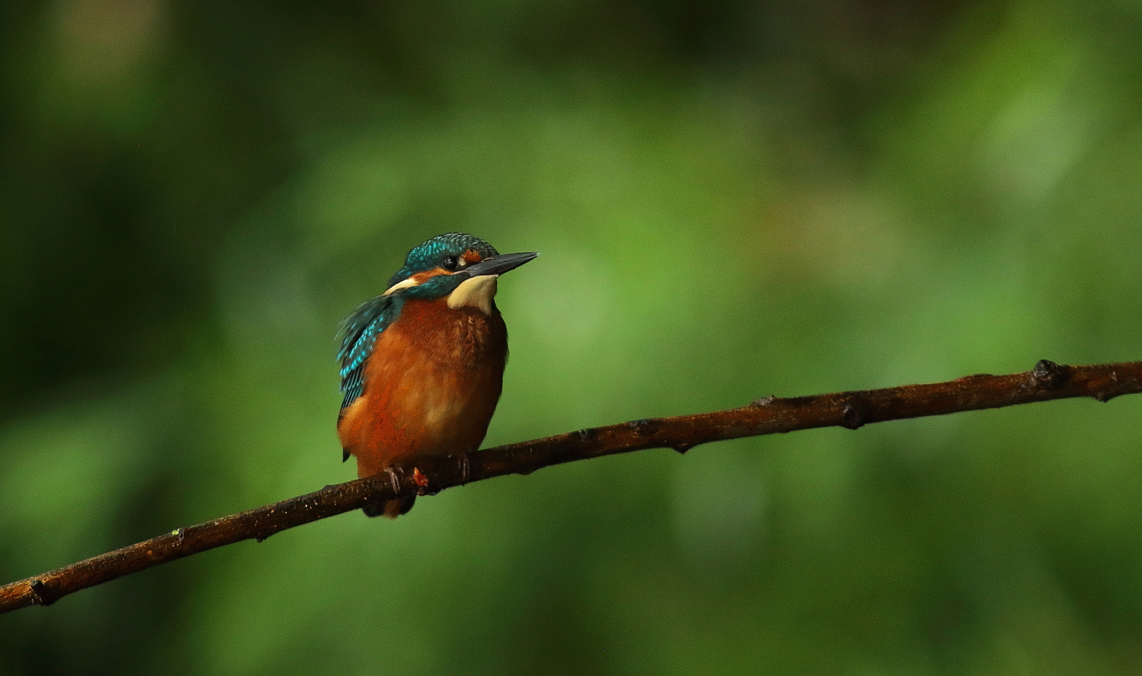 ijsvogel
