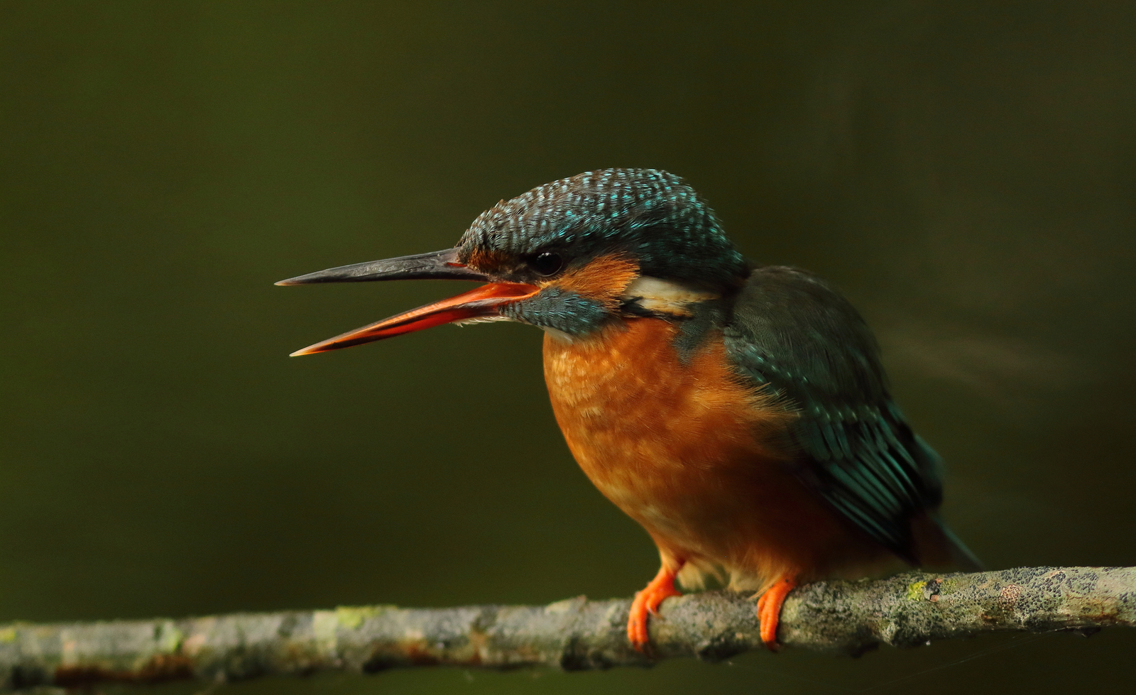 ijsvogel