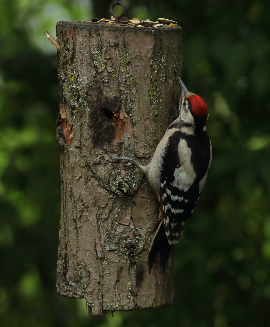 Vogels