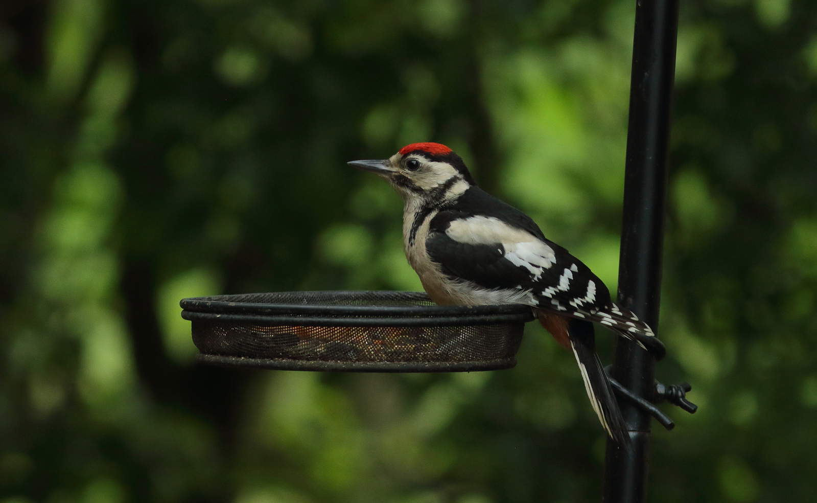 Vogels