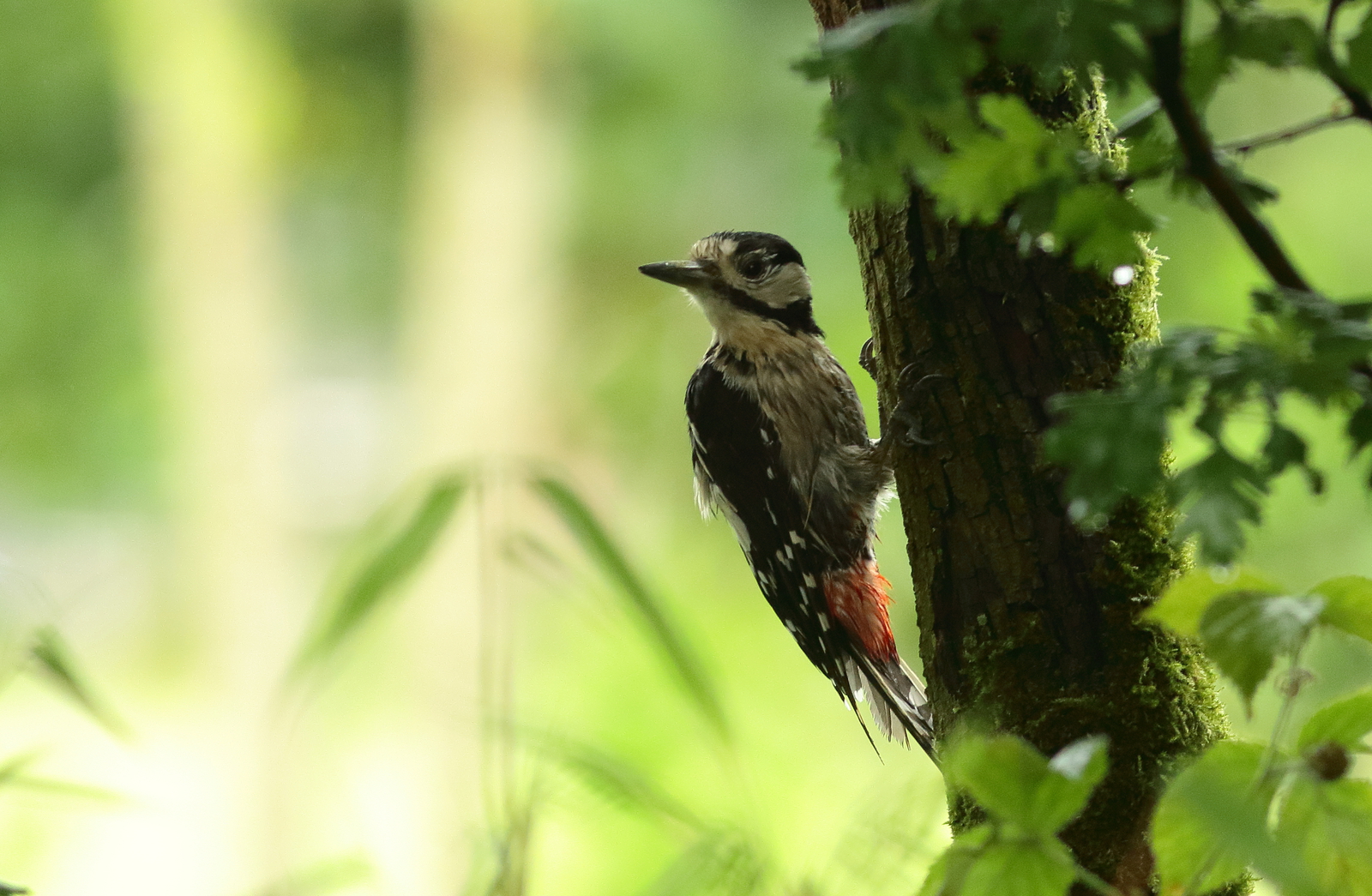 Vogels