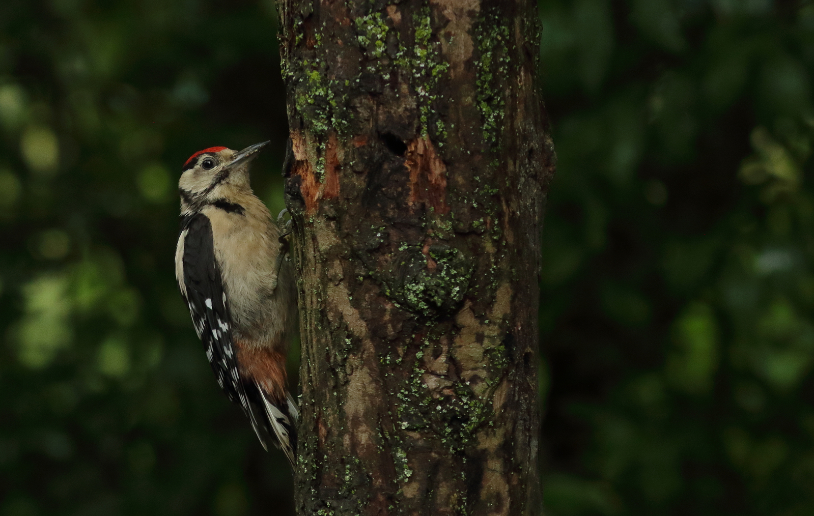 Vogels