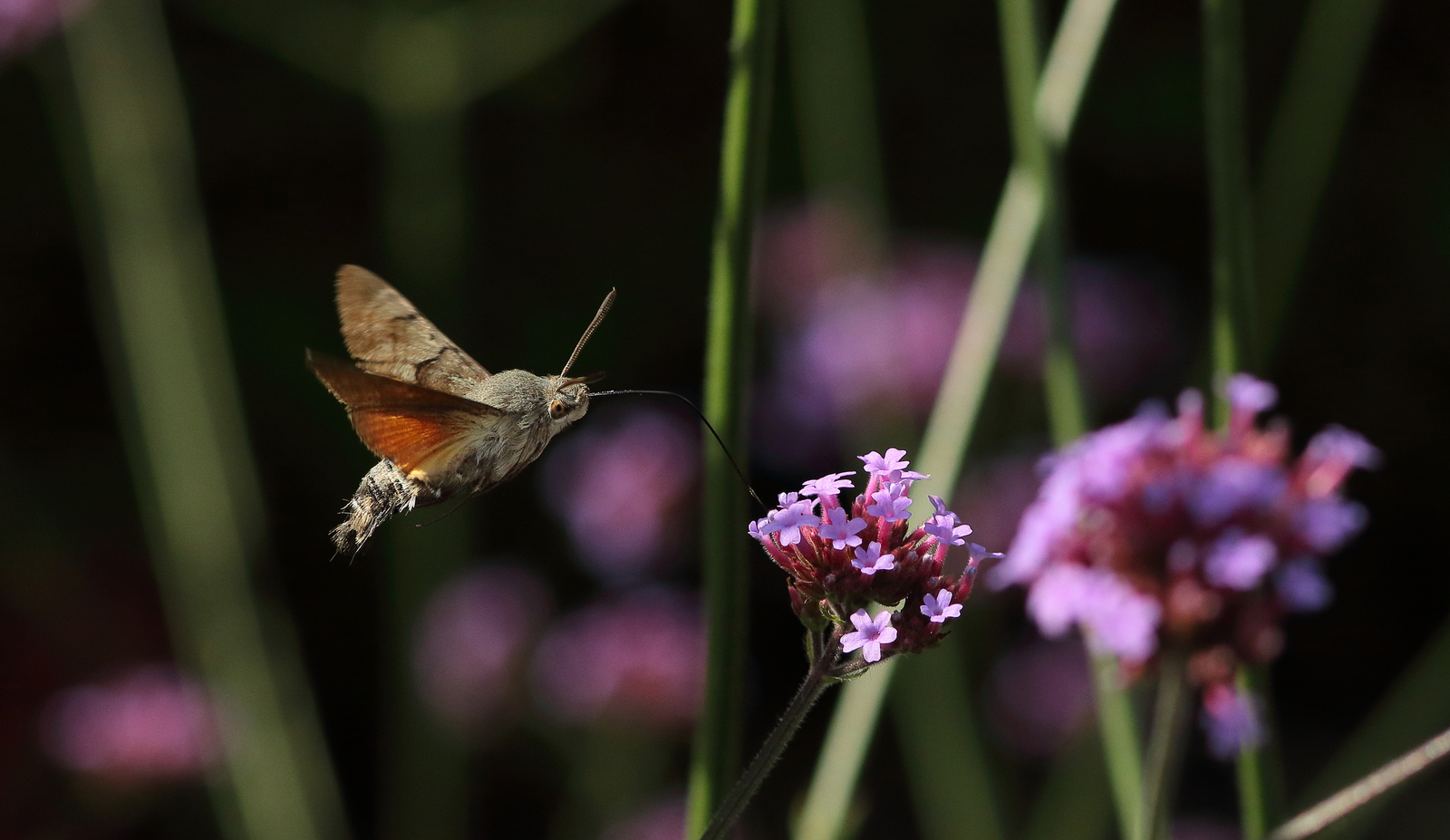 Natuur